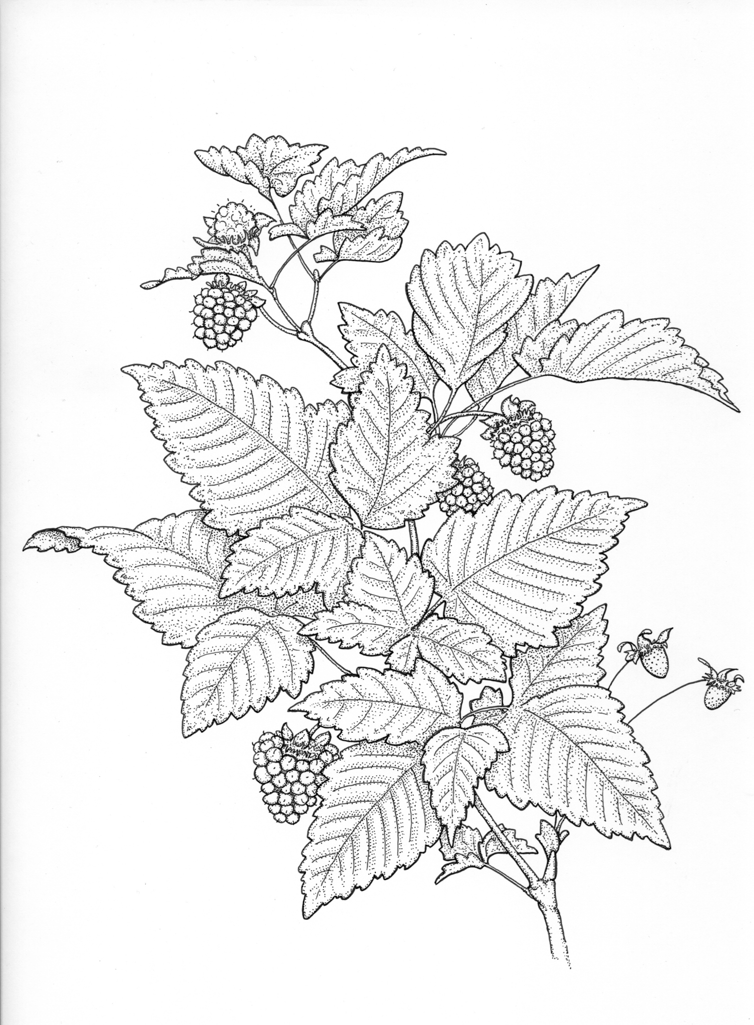 Salmonberry Drawing
